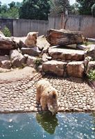 Beren zoeken verkoeling in het water bij de Heidelberg Zoo.