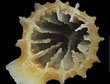 De rifbouwende koudwaterkoraal Madrepora oculata � Wikimedia Commons