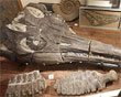 Fossiel van een ichthyosaurus � Annemieke van Roekel