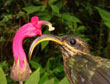 De kolibrie <i>Eutoxeres condamini</i> � Christopher Witt, University of New Mexico