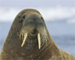 Atlantische walrus  walrus.wikia.com