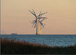 Deens windpark  Edin