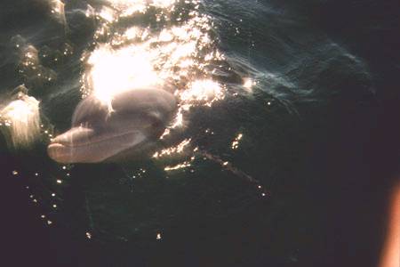 Een dolfijn die een oogje in het zeil houdt
