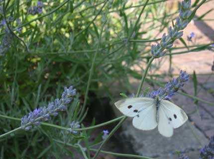 zomer-vlinder-lavendel