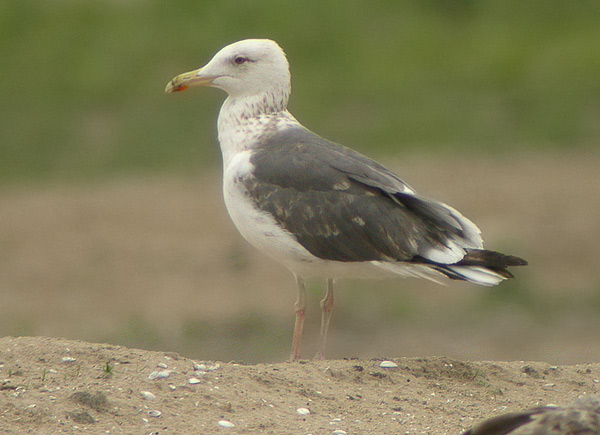 Lesser Black-backed Gull - Kleine Mantelmeeuw - Larus fuscus
