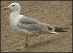 ad Yellow-legged Gull - Larus michahellis