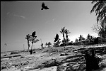 India, Shannai, febr 2005.<br><br>Birds over Nagore beach.<br><br>Victims of the Tsunami are struggling to survive after the Tsunami, their main business as fisherman have been made impossible by destroyed boats and nets.<br>while improvising and take the risk to fish the sea using a inferior boat, local people don't want to eat the fish, so prizes go down to 20% of before.<br><br>The Indian Government claims to have the situation under control and don't accept foreign aid, in the meantime they move fisherman away from the beaches to remote areas, where their chances of survival will be even less.<br>