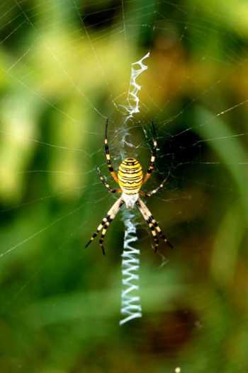 полосатый паук