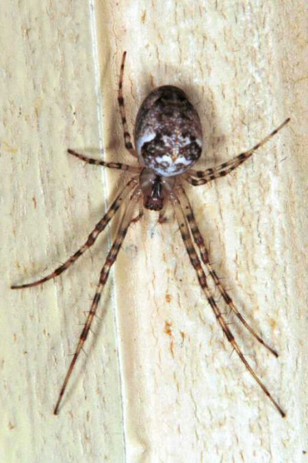 Meta segmentata, семейство Metidae или паук-крестовик