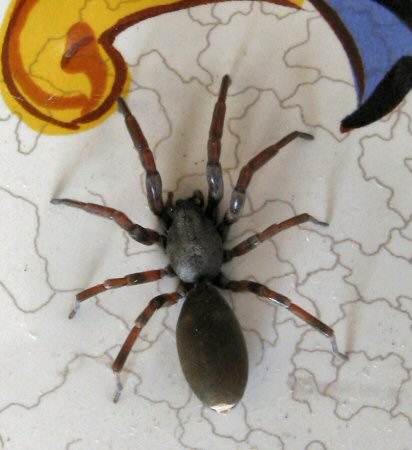 white tail spider bites pictures. white-tailed spider,