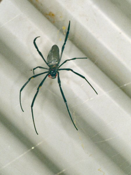 Male Golden web spider