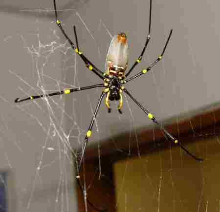 Female Golden web spider