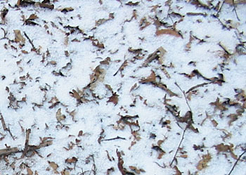 blad onder de sneeuw