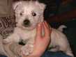 Maart 2005, mijn broer Rob heeft een puppie gekocht, Binkie, een Westie