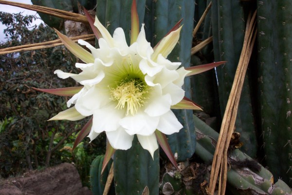 flora de San Pedro