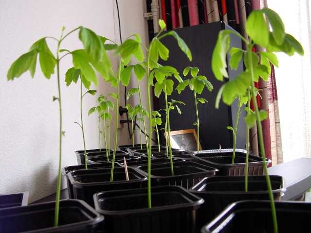 seedlings (photo  Cor Kwant)