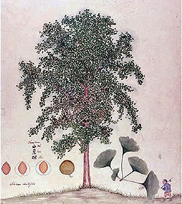 Ginkgo with small figure -  Fortune 1850s