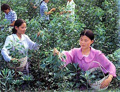 plantation in China (photo HeMeng)