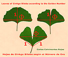 Ginkgo Golden Number (picture   Rojas)