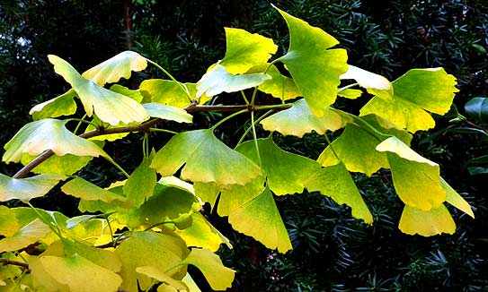 Ginkgo leaves (photo Cor Kwant)