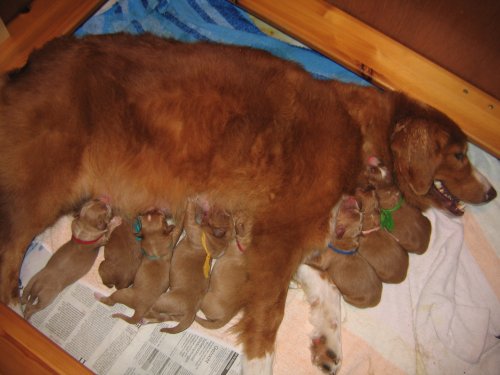 Kyrah met haar 8 puppies.