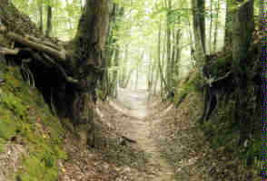 Old Natchez Trail