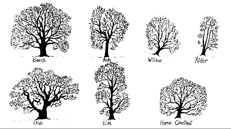 pics of trees. Silhouettes of different trees
