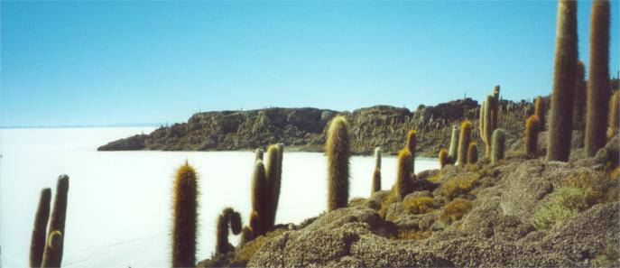 "Isla Pescado" in the middle of "Salar de Uyuni"