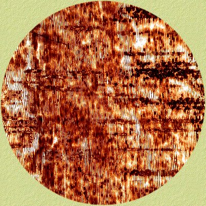 Conifer wood: radial section 25 x