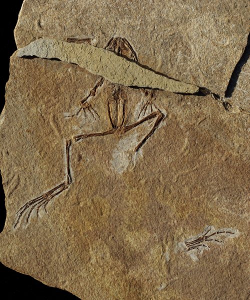 Frog from the Oligocene of South France