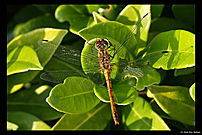 dragonfly (orange/brown/red) from above