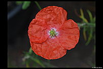 An unknown red/orange Papaver with some white in the center