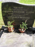 Grafsteen: Catharinus Brienesse en Elisabeth Altena