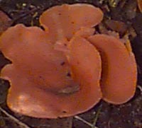 grote oranje bekerzwam,aleuria aurantia (16 Kb)