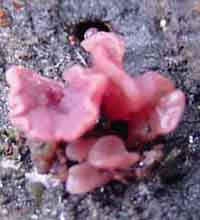 kussenvormige paarse knoopzwam (ascocoryne sarcoides), 12 Kb