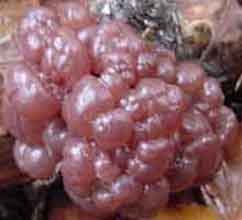 knikkervormige paarse knoopzwam (ascocoryne sarcoides), 11 Kb