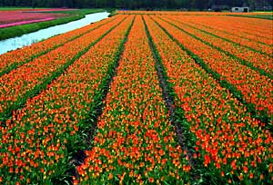 tulip fields near haarlem