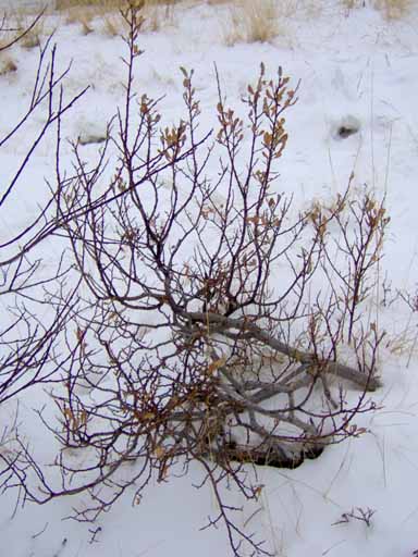 winter shrub in Seyisfjrur