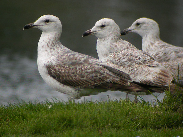 Heuglin's Gull - Heuglins Meeuw - Larus heuglini