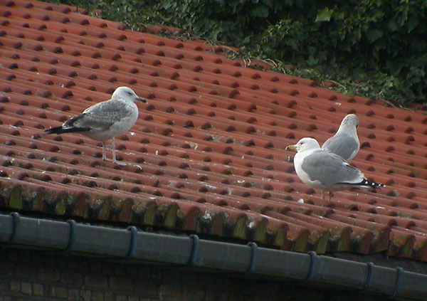 Yellow-legged Gull and Caspian Gull - Geelpootmeeuw en Pontische Meeuw - Larus michahellis and cachinnans