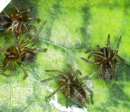 Gnaphosidae youngsters