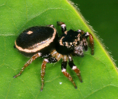Zenodorus orbiculata