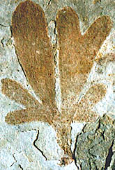 Yixian fossil 121 myr ago ( Z. Zhou)